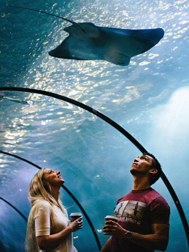 Top 10 Most Amazing Aquariums in the World dairacademy