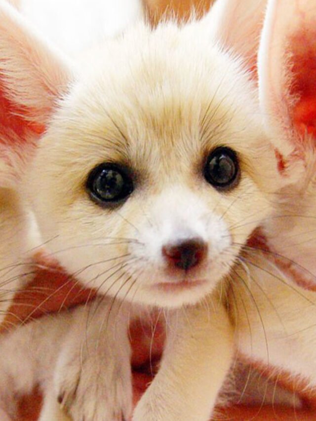 Top 10 Cutest Animals on Earth