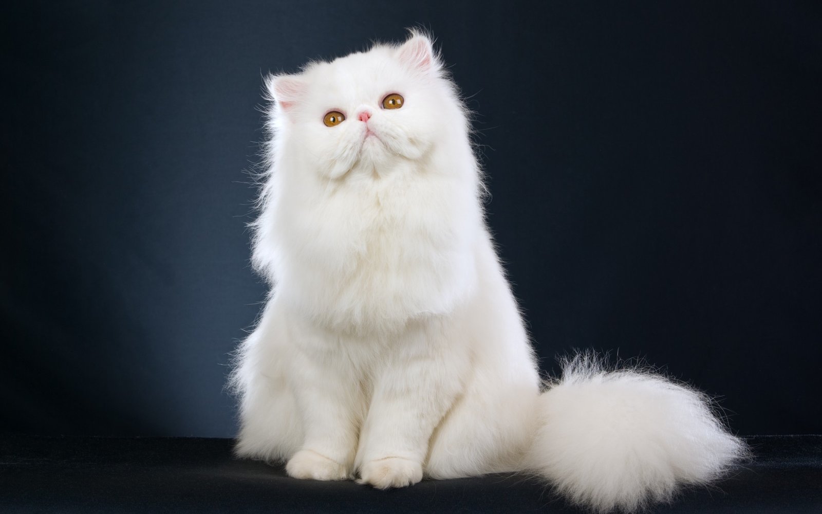 most expensive cat breed in the world