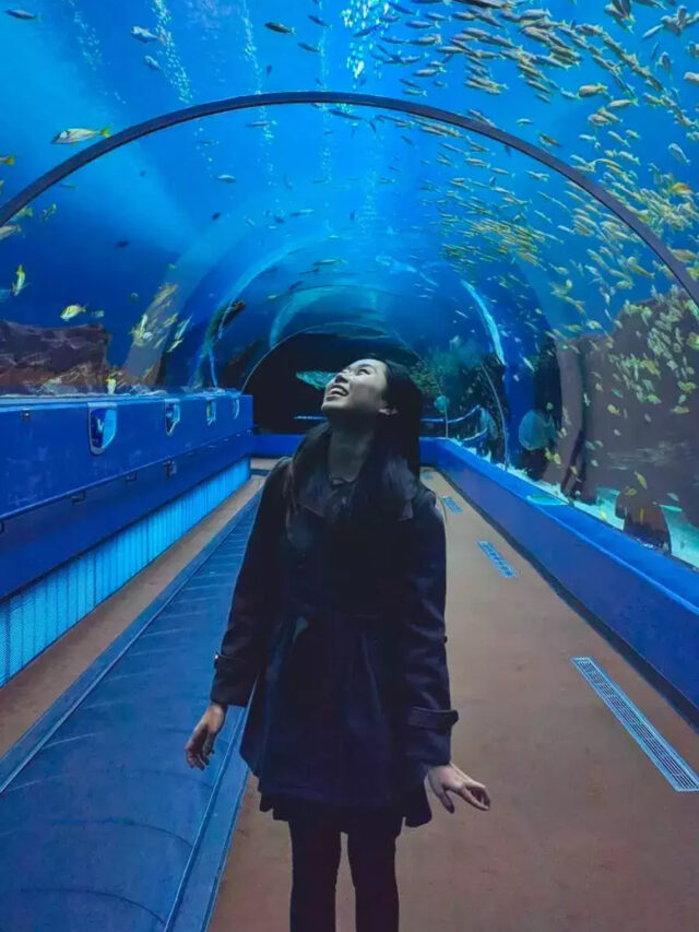 10 Best Aquariums in the US to Visit in 2023 dairacademy
